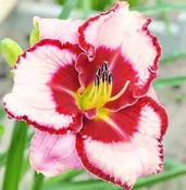 Hemerocallis 'Lies and Lipstick' Daylily 1 gallon