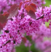 Ace of Hearts Redbud
