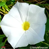 Beach Morning Glory (Ipomoea imperati) - 1 Gallon