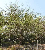 Acacia Seyal