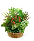 LARGE BLOOMING DISH GARDEN