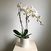 White Potted Orchid