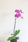 Phalaenopsis Orchid — CA Flowers Wholesale