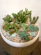 Succulent Garden, Large — wisteria rockridge