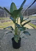 14" bird of paradise 6-7' — the plant gays