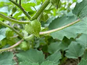 Aunt Molly's Ground Cherry