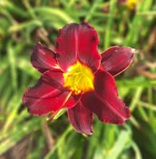 Dark Red Embers — Hillsdale Lily Garden
