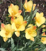Tulipa – batalinii ‘Bronze Charm’