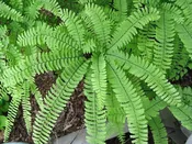 Adiantum aleuticum