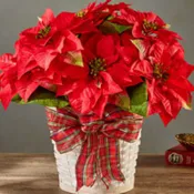 The Happiest Holidays Poinsettia 8"
