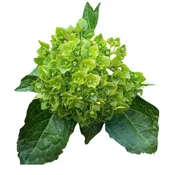Hydrangea Minigreen Emerald – 50 stems per box