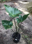 Colocasia 'Tea Cups' — Excelsa Gardens
