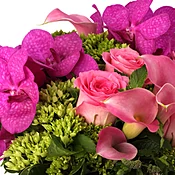 Designer's Choice - Vibrant Pinks