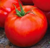 Ace Tomato
