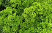 Parsley Lisette (Not Treated)