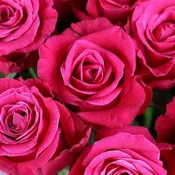 Dozen Pink Roses