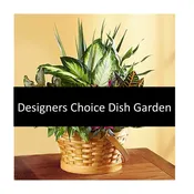 Designers Choice Dish Garden