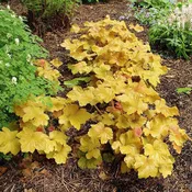 Coral Bells, Caramel Coral Bells