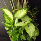 Green Planter