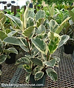 Ficus Tineke Rubber