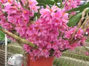 Blooming Dendrobium Hibiki Special