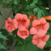 15 Trellis Climbing Favorites