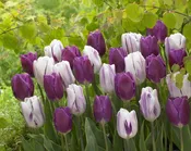 Flaming Purple Tulip Mixture (25 Pack) | Premium Dutch Flower Bulbs — Burnside Farms