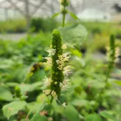 Agastache nepetoides