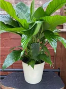 10" PEACE LILY PLANT