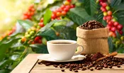 Coffee (Arabica) plants