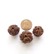 Rudraksha Seeds, 15 to 18mm Diameter, Sold by the Set of 3