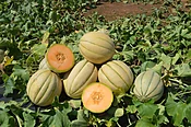 Afterglow Cantaloupe (Not Treated)