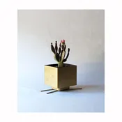 golden swimmer — birdloft