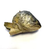 Freeze Dried Trout Head — Jeffrey's Natural Pet Foods