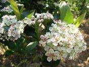 Aronia melanocarpa ‘Viking’
