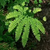 Adiantum aleuticum - Western Maidenhair Fern