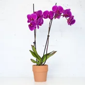 Orchid