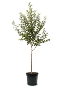 Apple Trees - Dorsett Golden