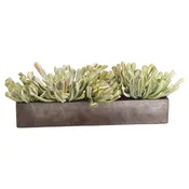 9″ Aeonium Centerpiece in Cement Pot Green Mauve