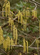 Alnus rhombifolia - White Alder (Plant)