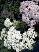 Achillea gracilis formerly Achillea millefolium (Eastern Yarrow, Eastern Thousandleaf or Plumajillo)  SKU-ACHBOR