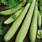 Armenian Light Green Cucumber
