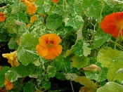 Alaska Mixed Nasturtium Seeds