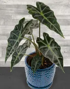 Alocasia ‘Dwarf Amazonica’ (Alocasia amazonica)