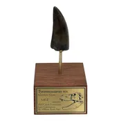 3.412" Tyrannosaurus rex (T-Rex) Tooth