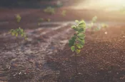 Spring Cleanup with Mulch Deposit