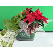 Poinsettia Double Planter