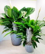 ANGELIC COMFORT PEACE LILY PLANT