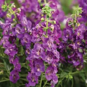 ANGELONIA – ANGELFACE BLUE