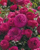 Celestial Night® — Weeks Roses